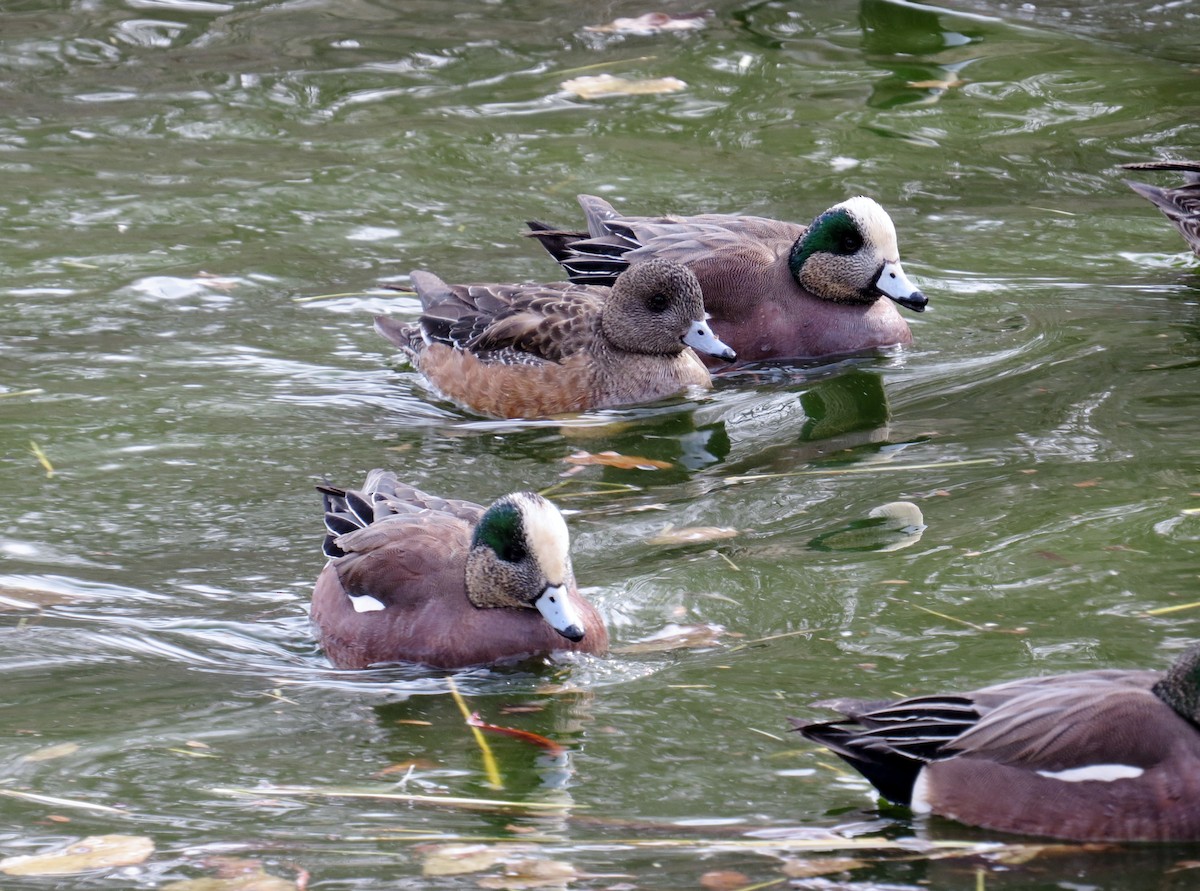 American Wigeon - ML612950325