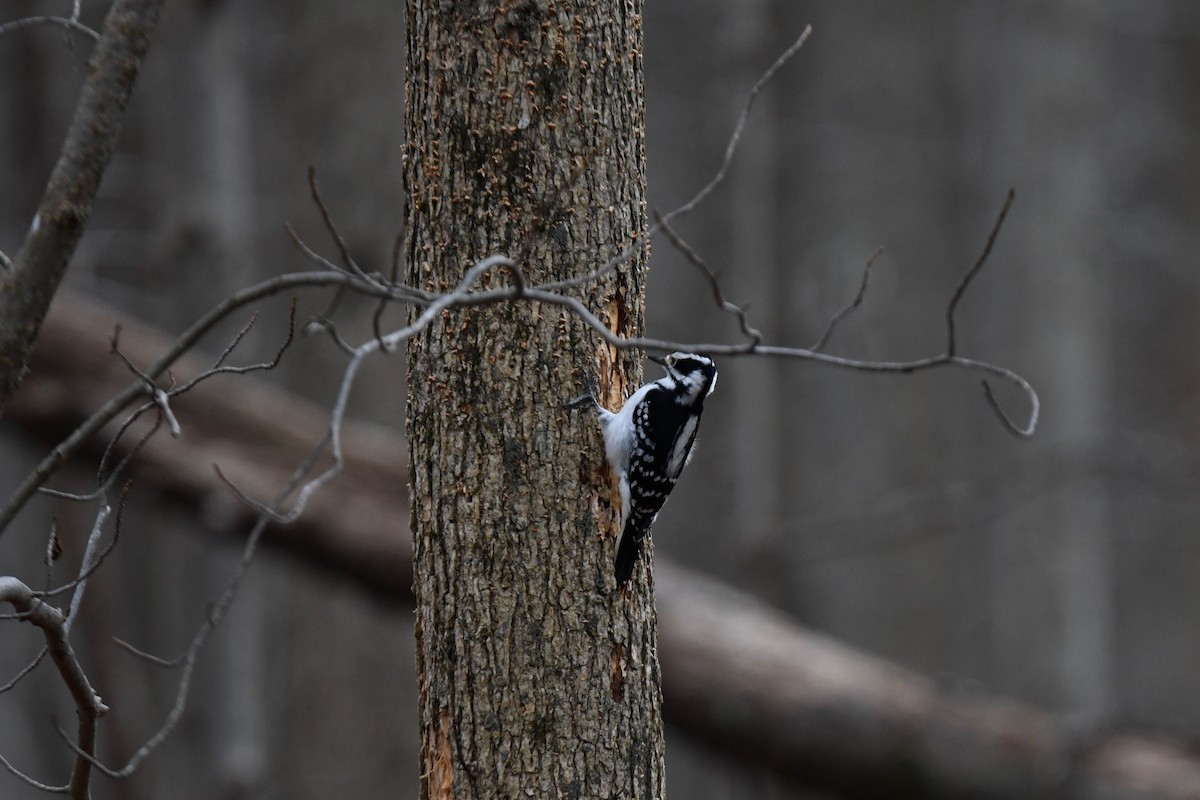 Hairy Woodpecker - ML612950338