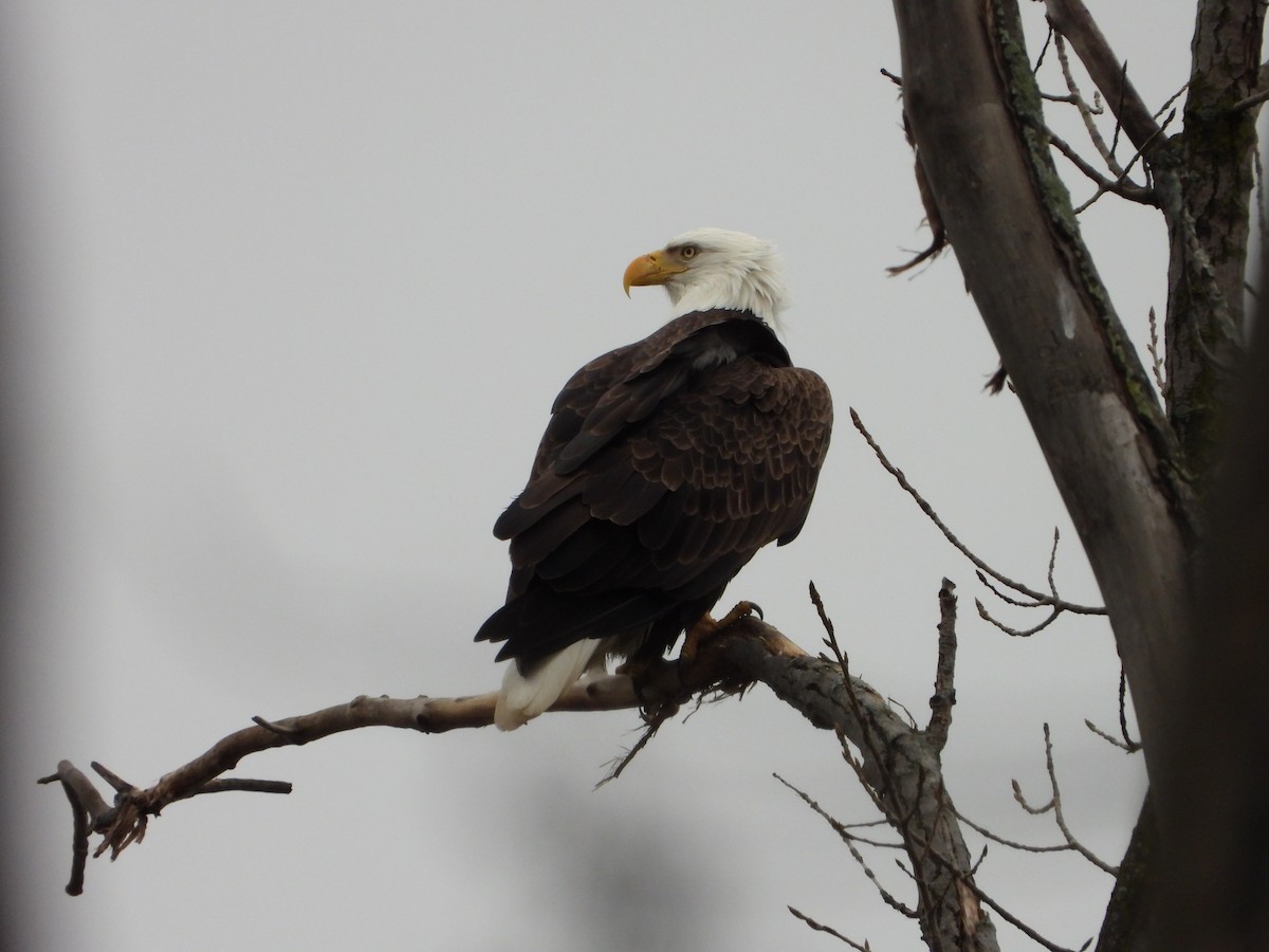 Bald Eagle - Amanda & Matt Sloan