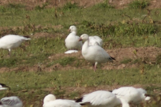 Ross's Goose - ML612950485