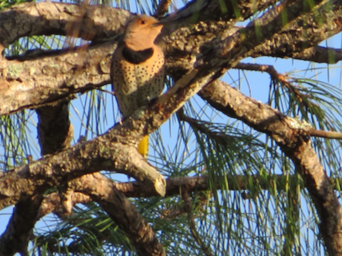 Northern Flicker - ML612950507