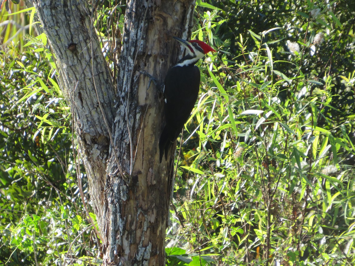 Pileated Woodpecker - ML612950526