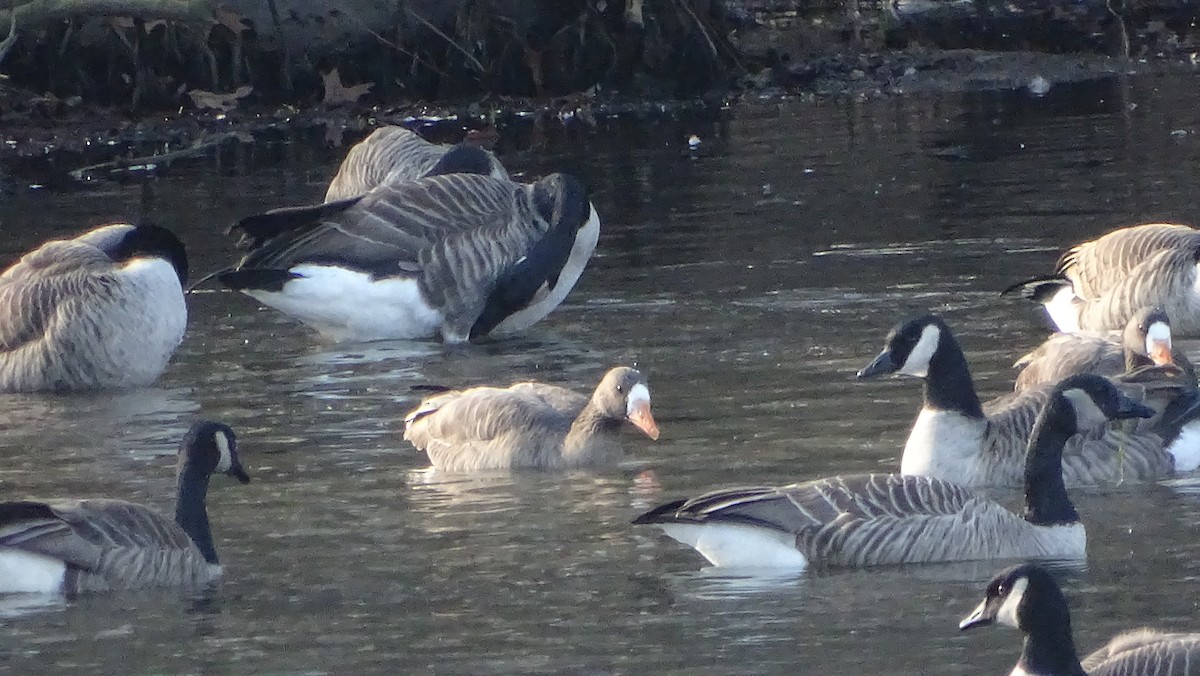 Greater White-fronted Goose - ML612950632