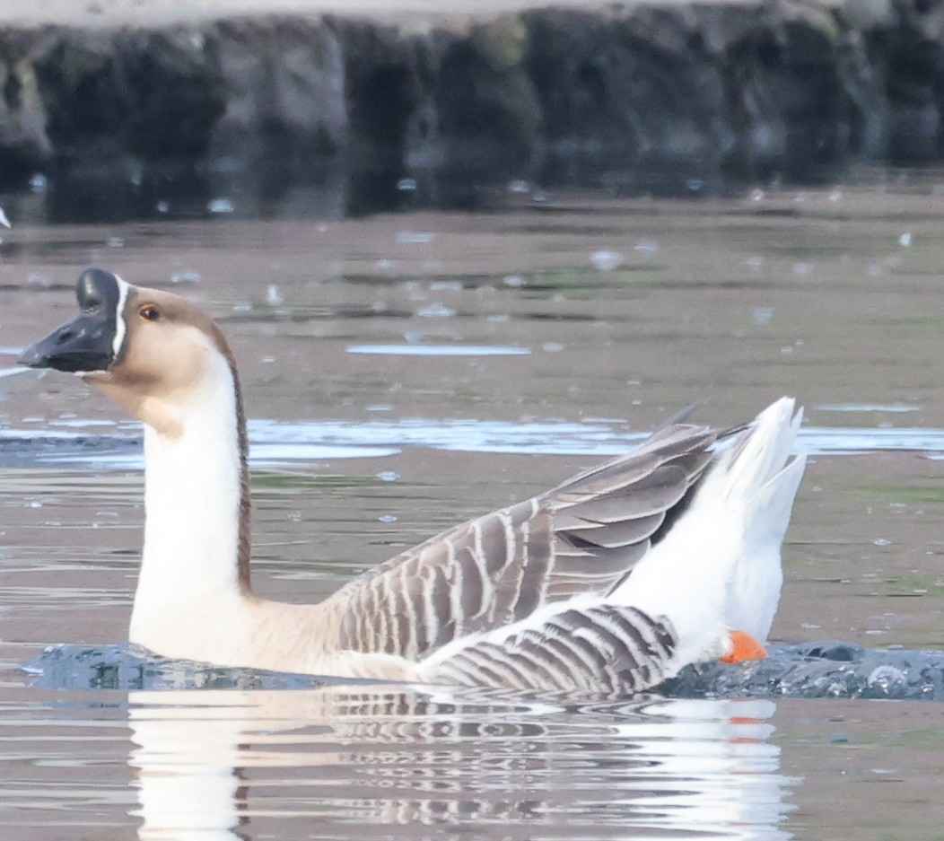 Domestic goose sp. (Domestic type) - George Nothhelfer