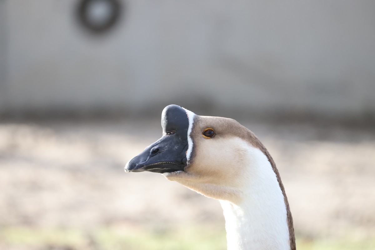 Domestic goose sp. (Domestic type) - George Nothhelfer