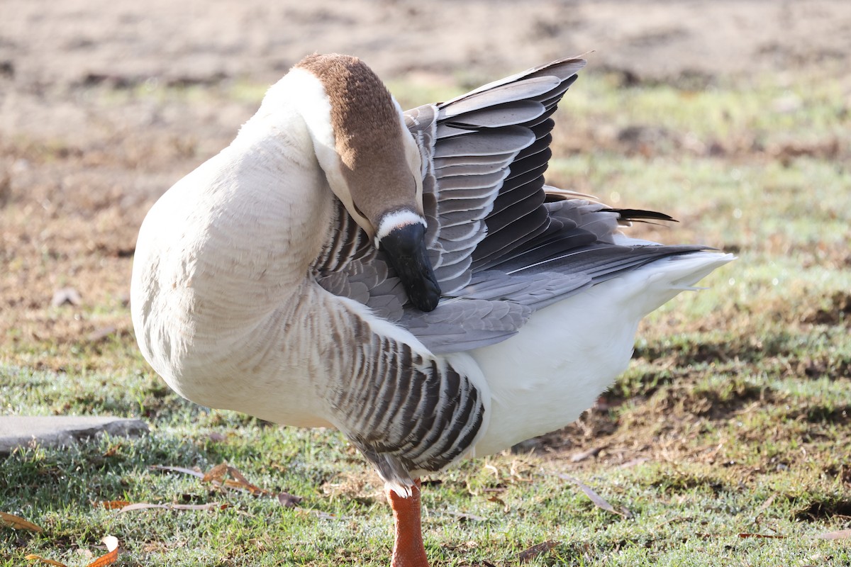 Domestic goose sp. (Domestic type) - George Nothhelfer