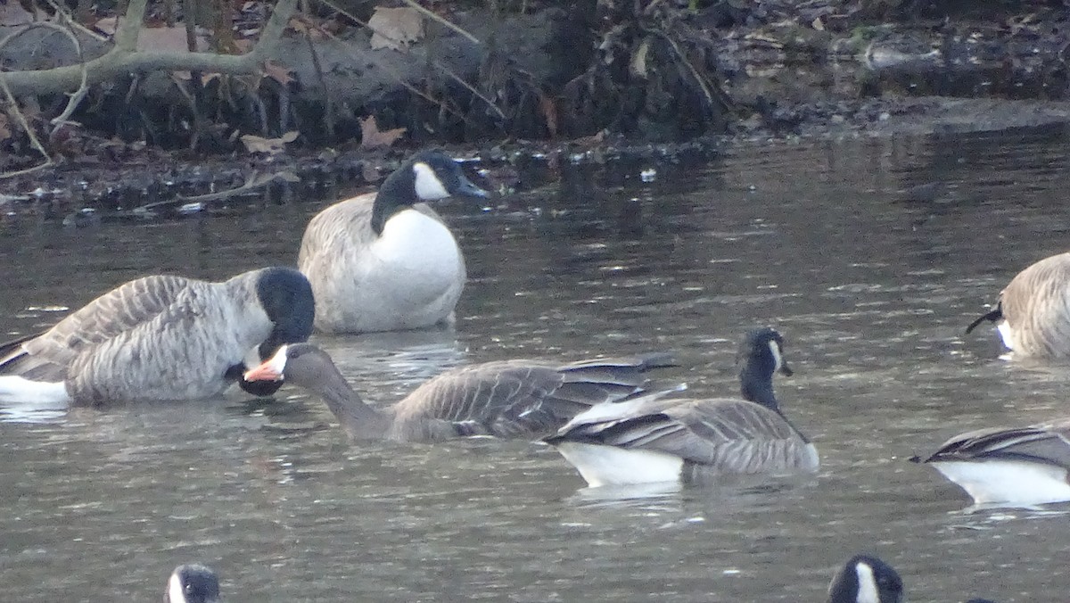 Greater White-fronted Goose - ML612950646