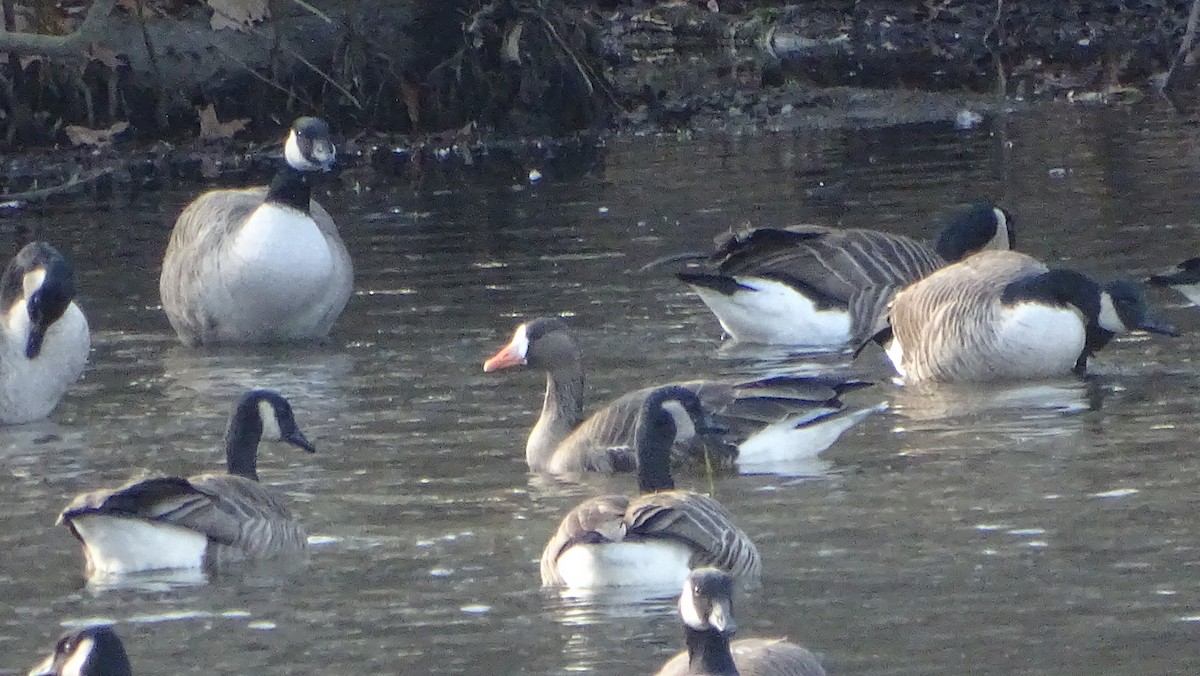 Greater White-fronted Goose - ML612950647