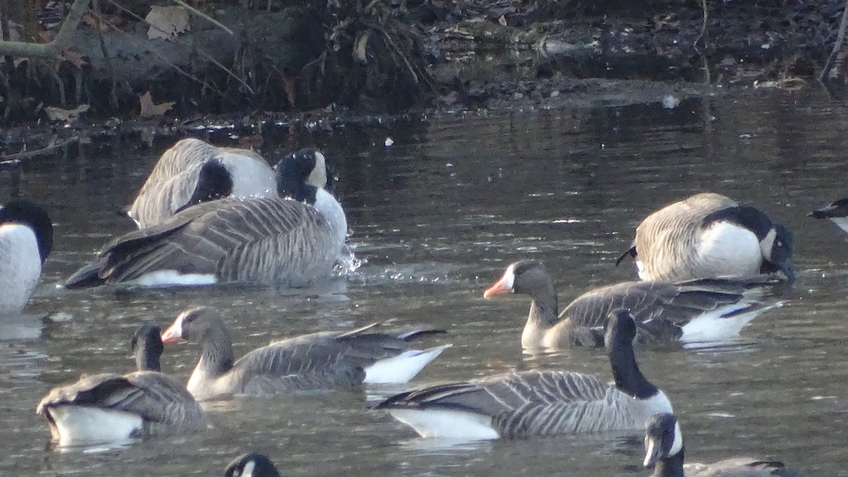 Greater White-fronted Goose - ML612950648