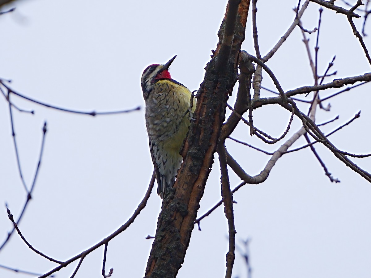 Yellow-bellied Sapsucker - Mei Hsiao