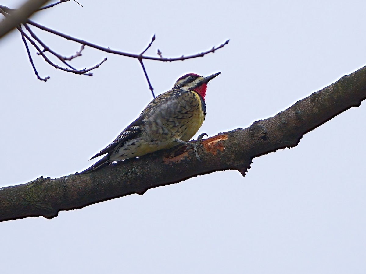 Yellow-bellied Sapsucker - ML612950746