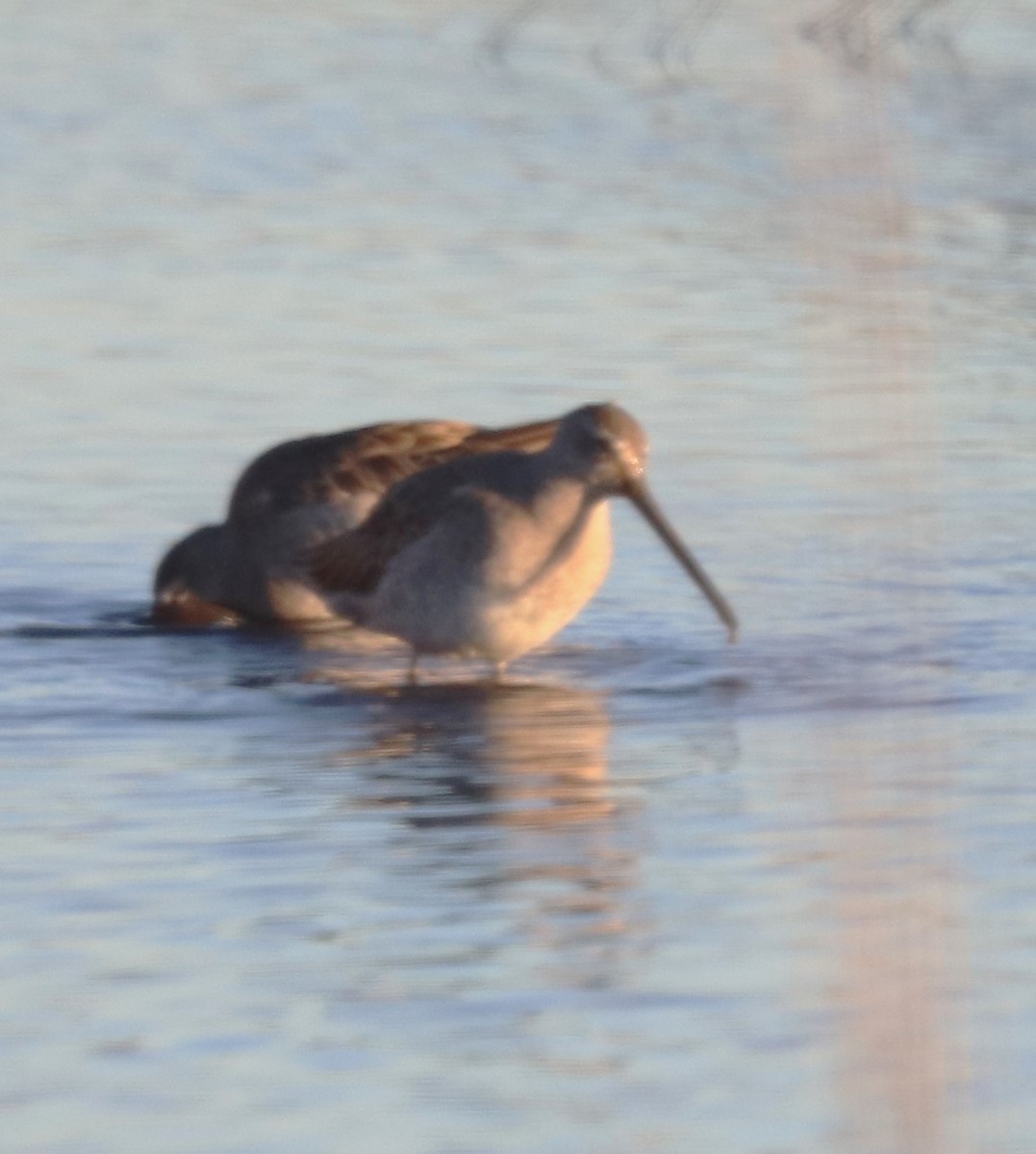 Long-billed Dowitcher - ML612950753