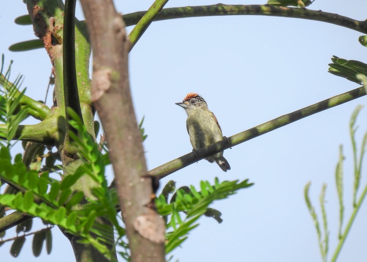 Fine-barred Piculet - Arthur Gomes