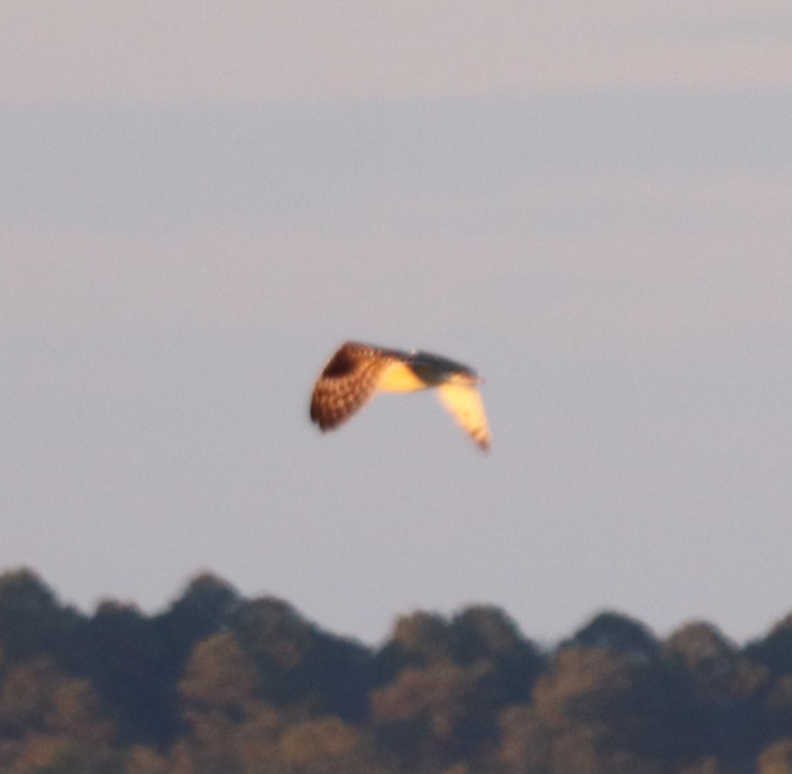 Short-eared Owl - ML612950863