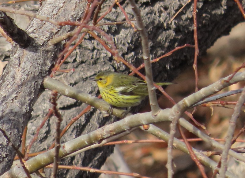 Cape May Warbler - ML612950871