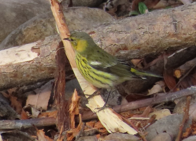 Cape May Warbler - ML612950879