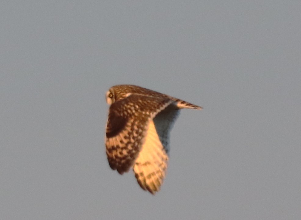 Short-eared Owl - ML612950905