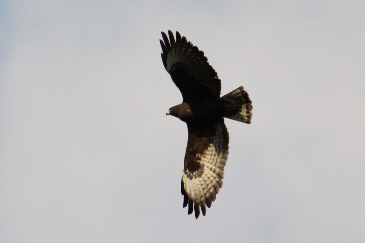 Short-tailed Hawk - ML612950939