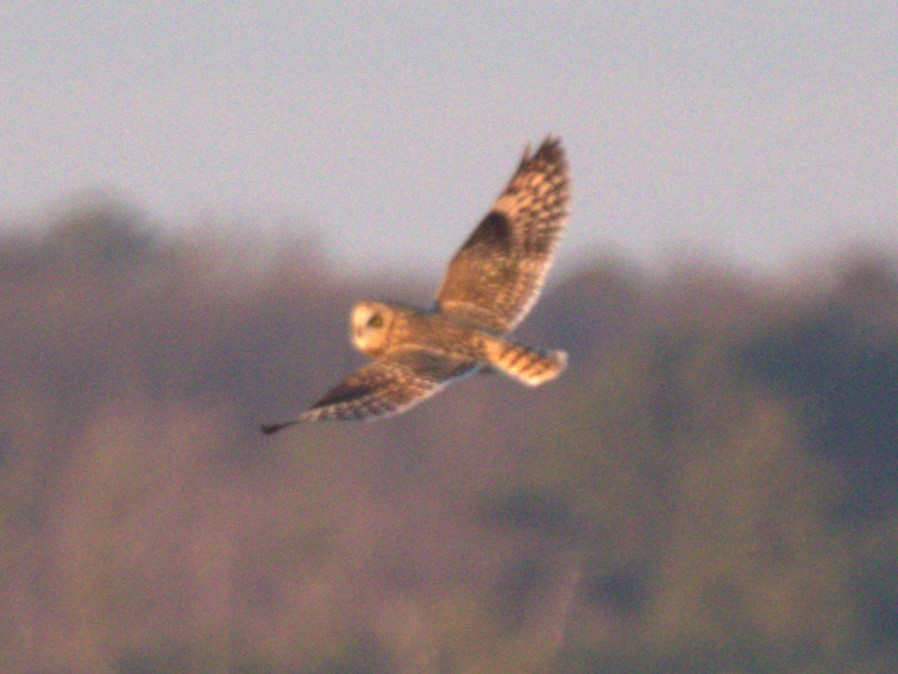 Short-eared Owl - ML612950943