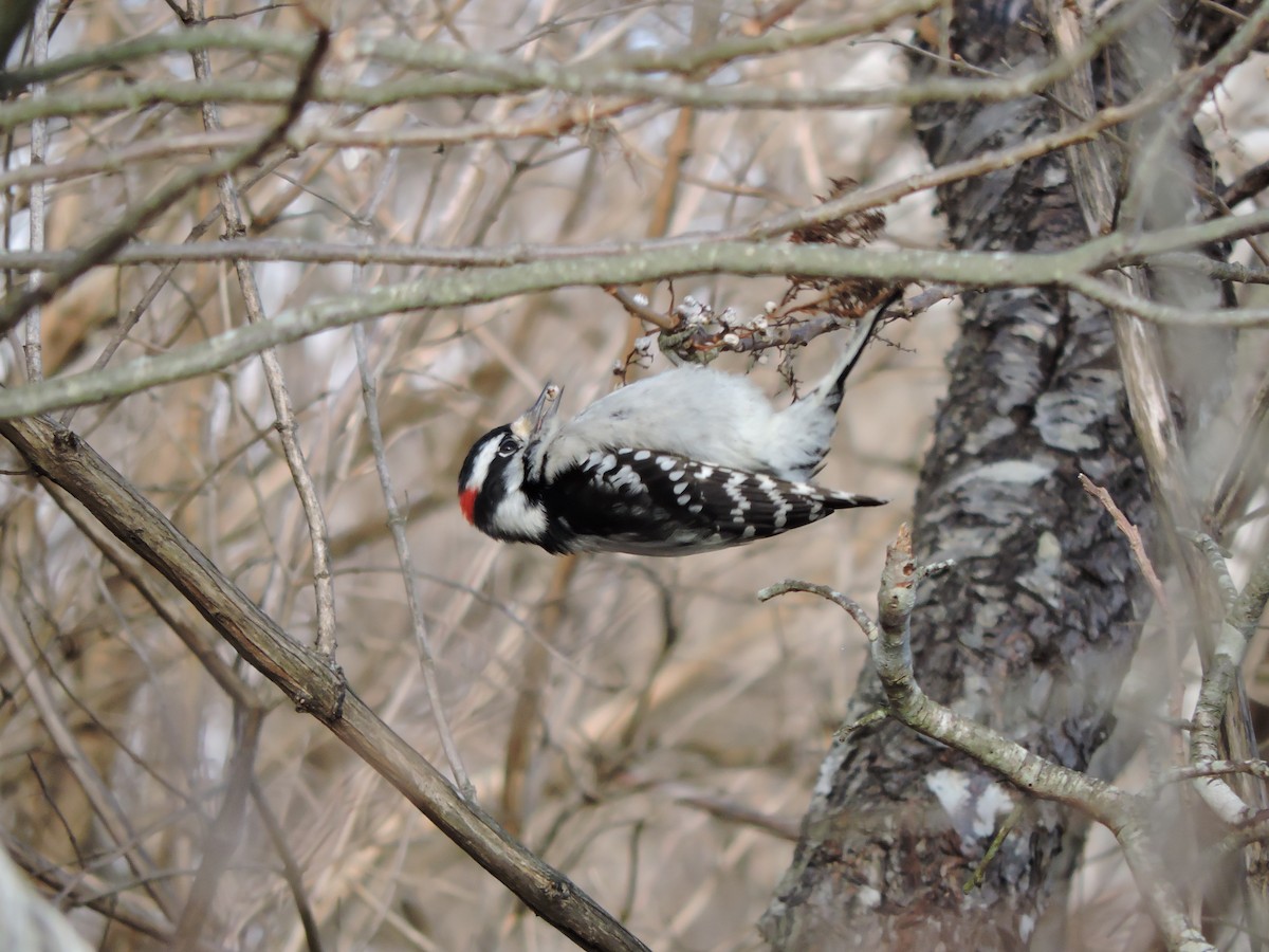 Downy Woodpecker - ML612950955