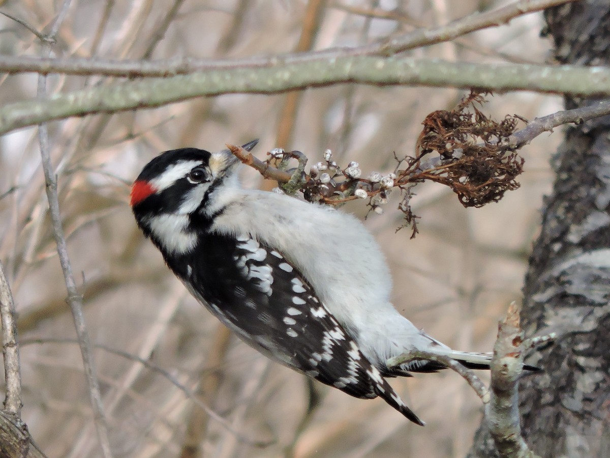 Downy Woodpecker - ML612950962