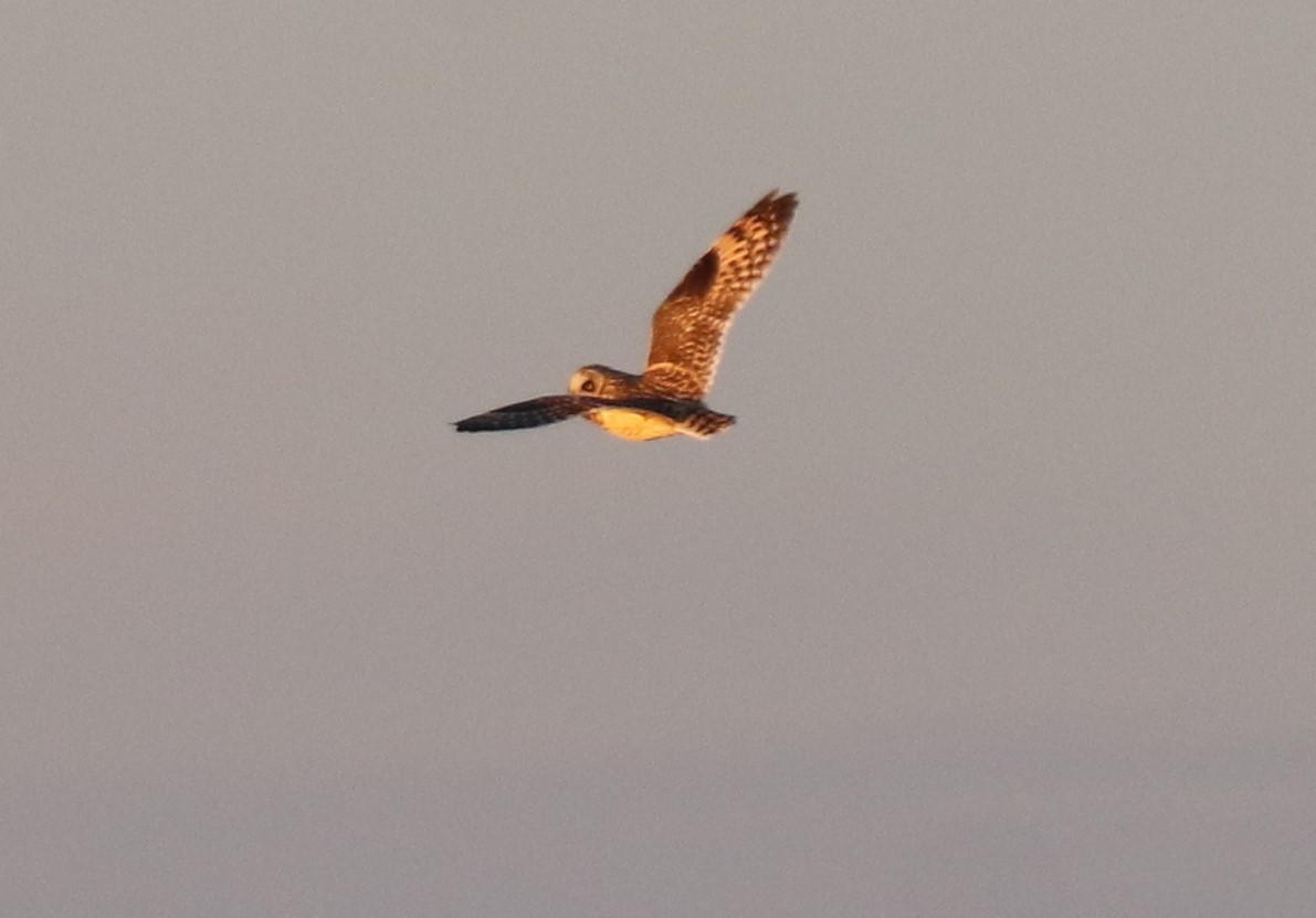 Short-eared Owl - ML612950970