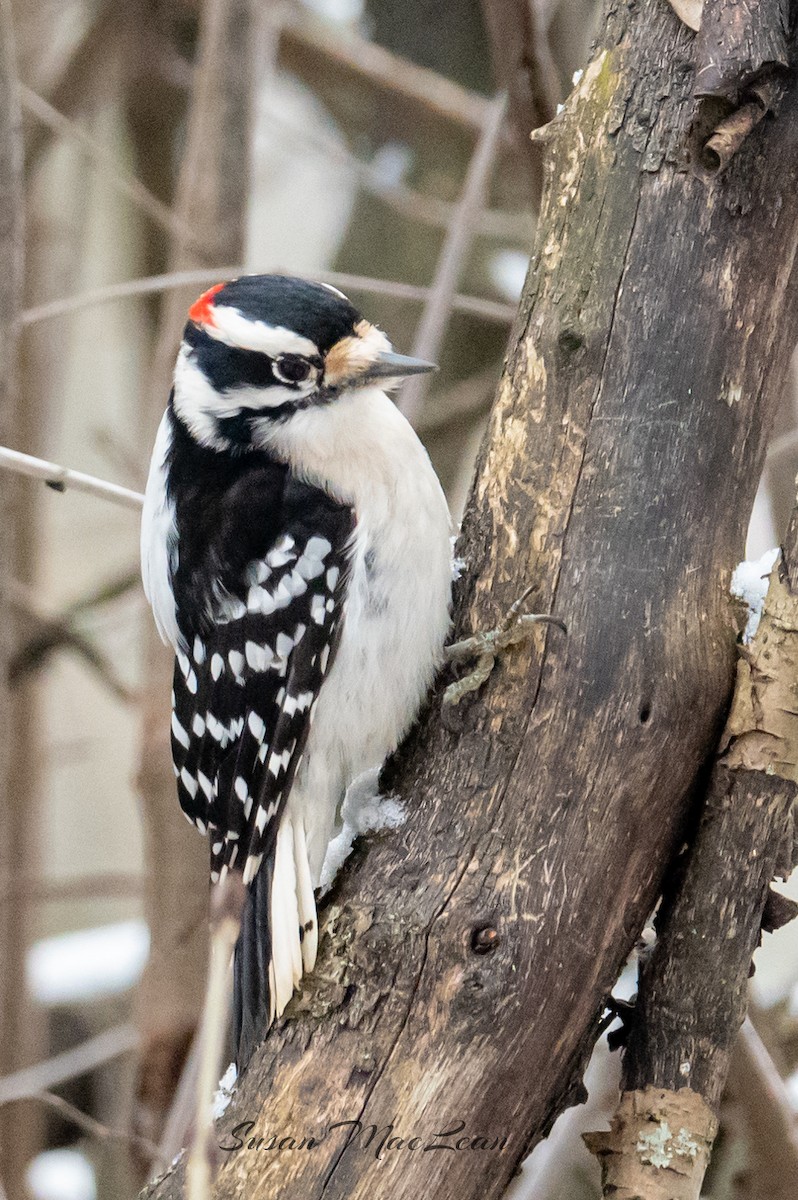 Downy Woodpecker - ML612950972