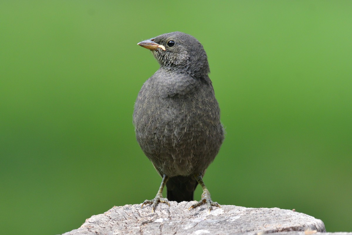 Shiny Cowbird - Juan Esteban Salazar