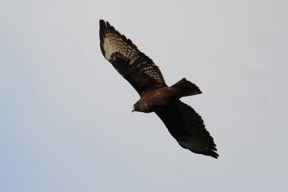 Short-tailed Hawk - ML612951000