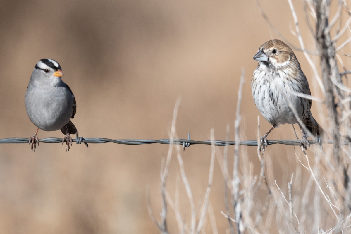 Lark Bunting - ML612951008