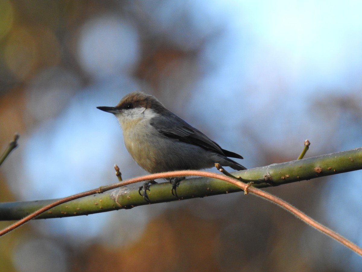 Brown-headed Nuthatch - ML612951084