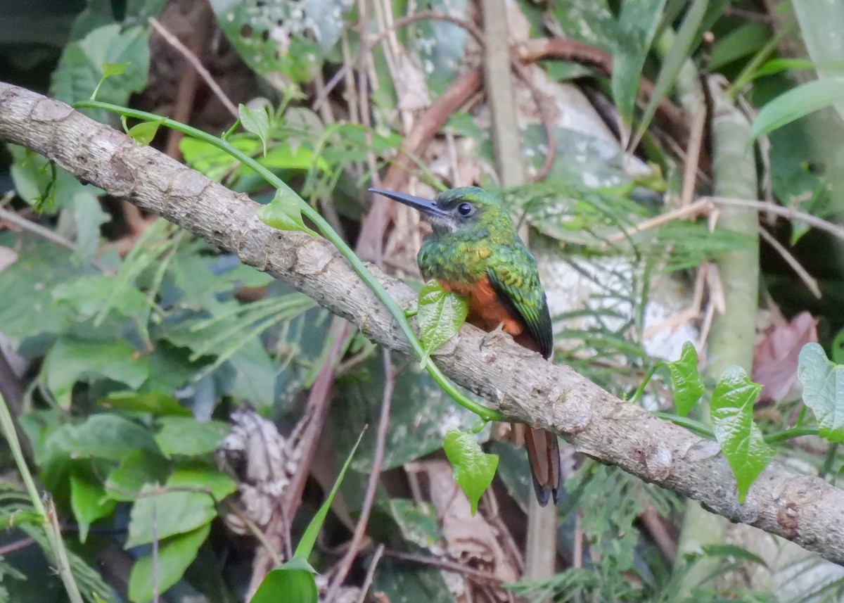 Jacamar à couronne bleue - ML612951097