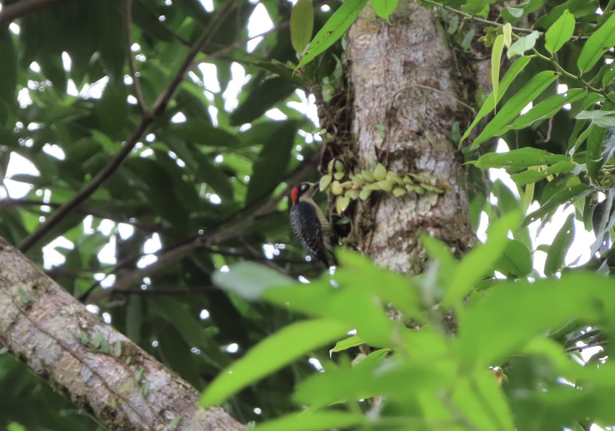 Black-cheeked Woodpecker - ML612951125