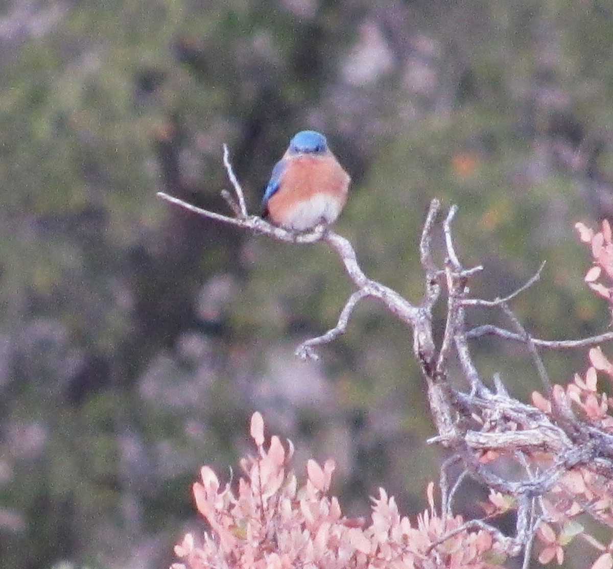 Eastern Bluebird (Mexican) - Julie  Michael