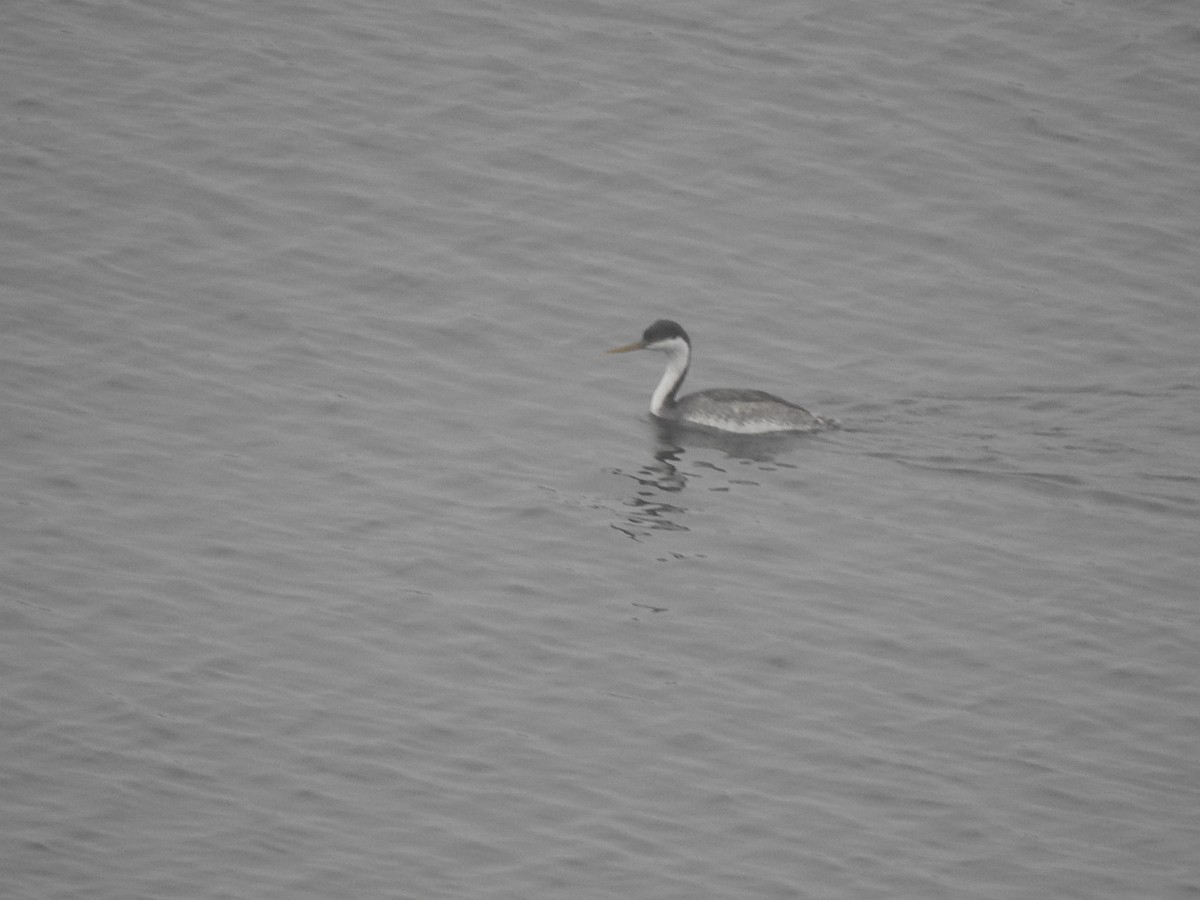 Western Grebe - ML612951200