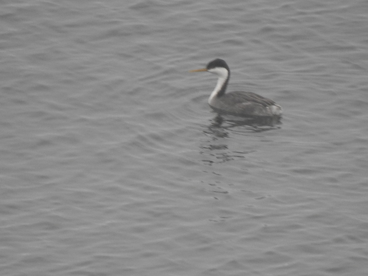 Western Grebe - ML612951201