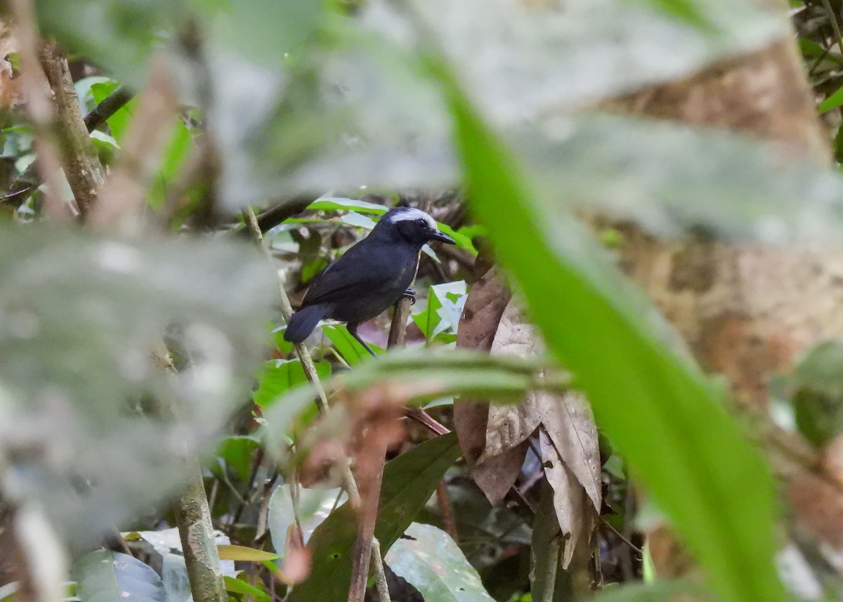 White-browed Antbird - ML612951284