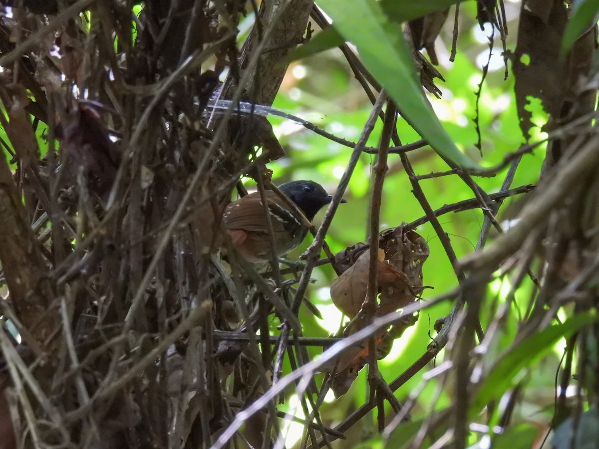 Chestnut-tailed Antbird (hemimelaena) - ML612951291