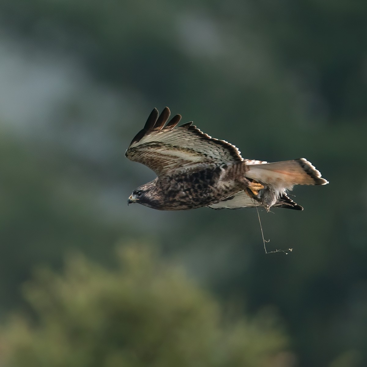 Red-tailed x Rough-legged Hawk (hybrid) - ML612951302