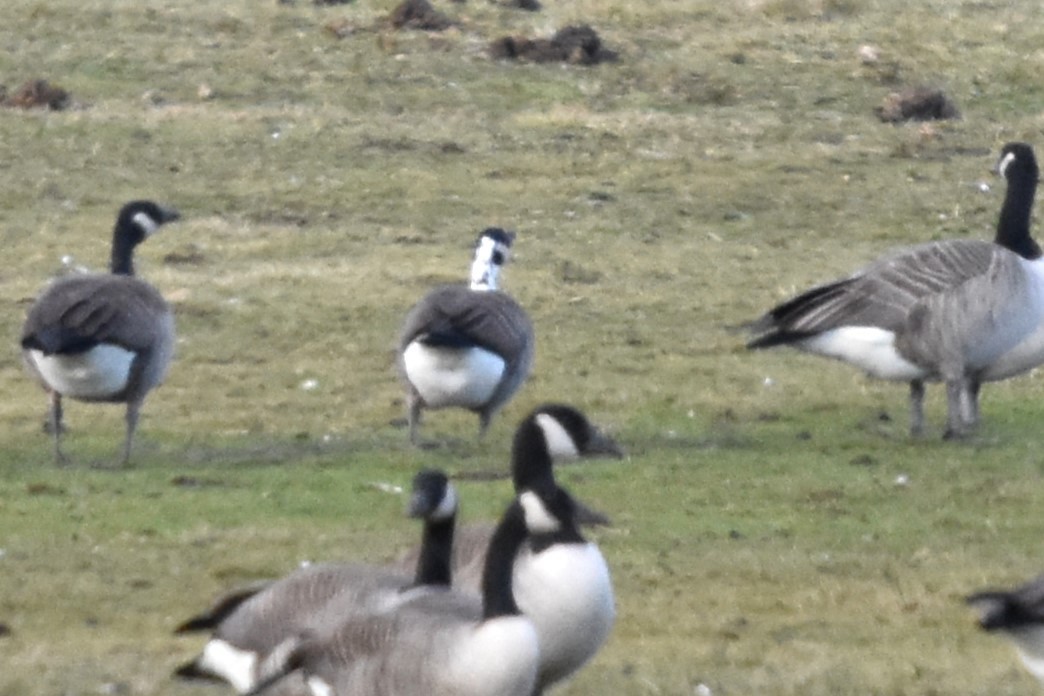 tanımsız kaz (Anser/Branta sp.) - ML612951309