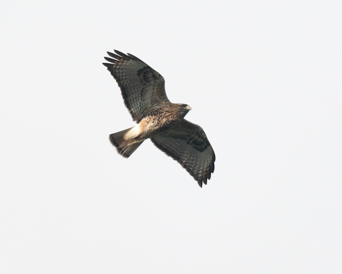 Red-tailed x Rough-legged Hawk (hybrid) - ML612951314