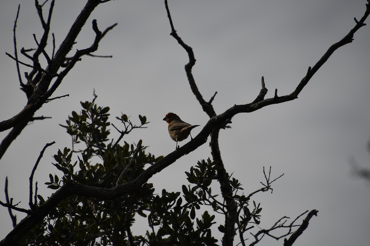 House Finch - ML612951315