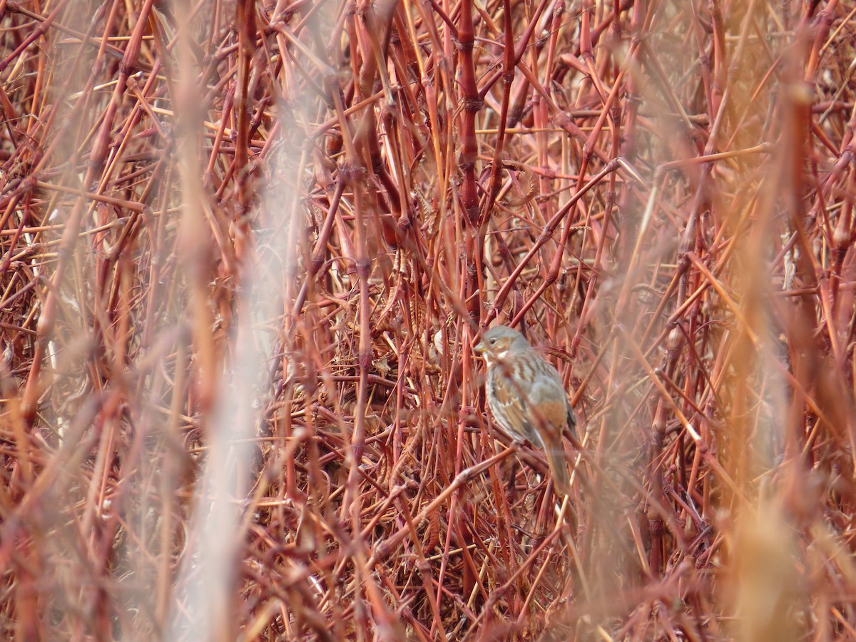 Fox Sparrow - ML612951336