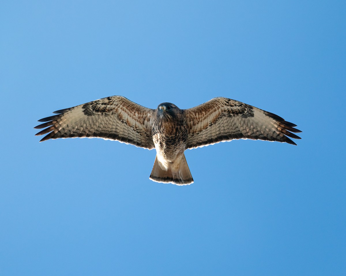 Red-tailed x Rough-legged Hawk (hybrid) - ML612951347