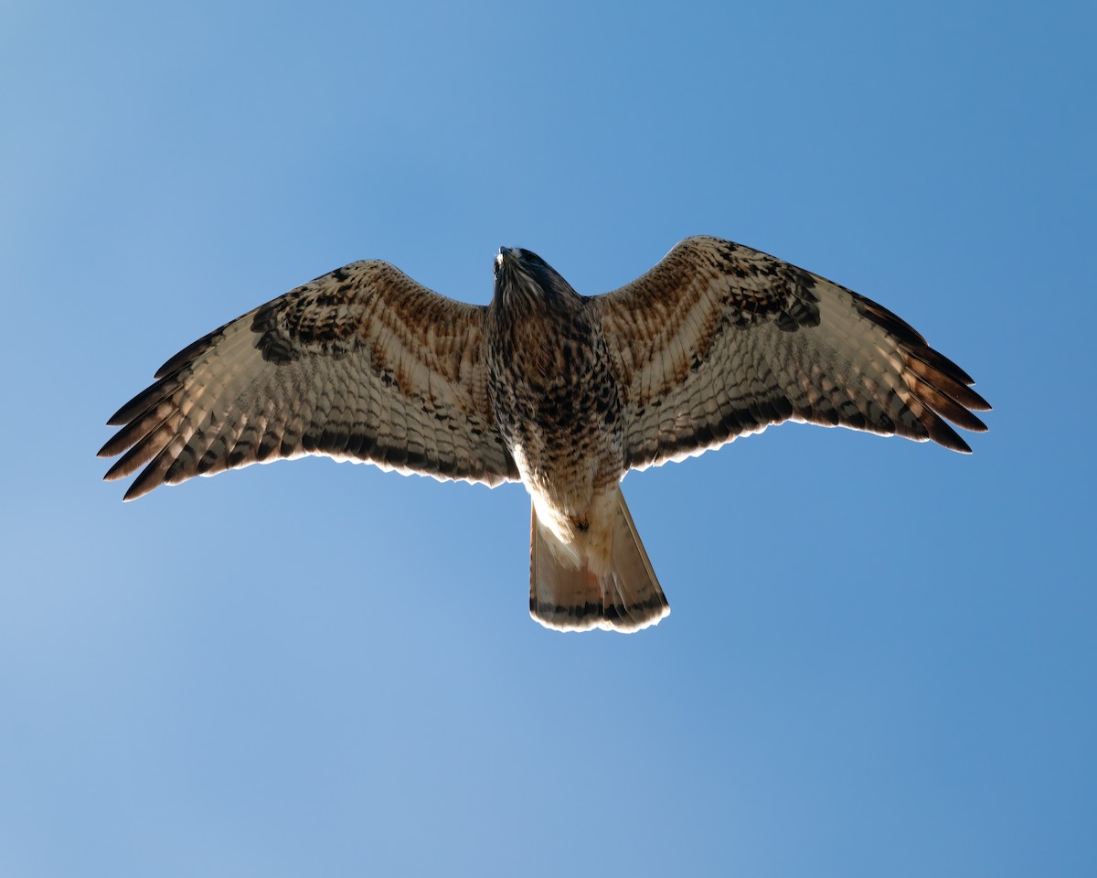 Red-tailed x Rough-legged Hawk (hybrid) - ML612951354