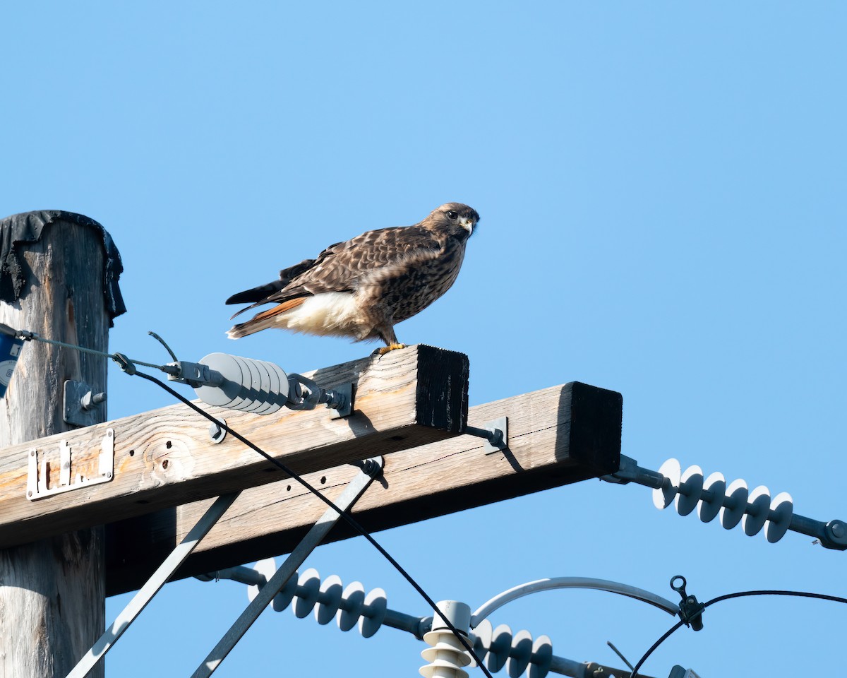 Red-tailed x Rough-legged Hawk (hybrid) - ML612951359