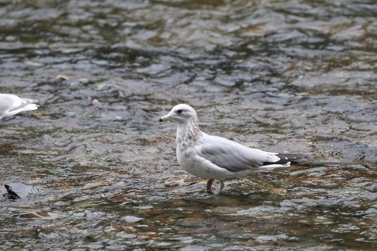 Gaviota Californiana - ML612951393