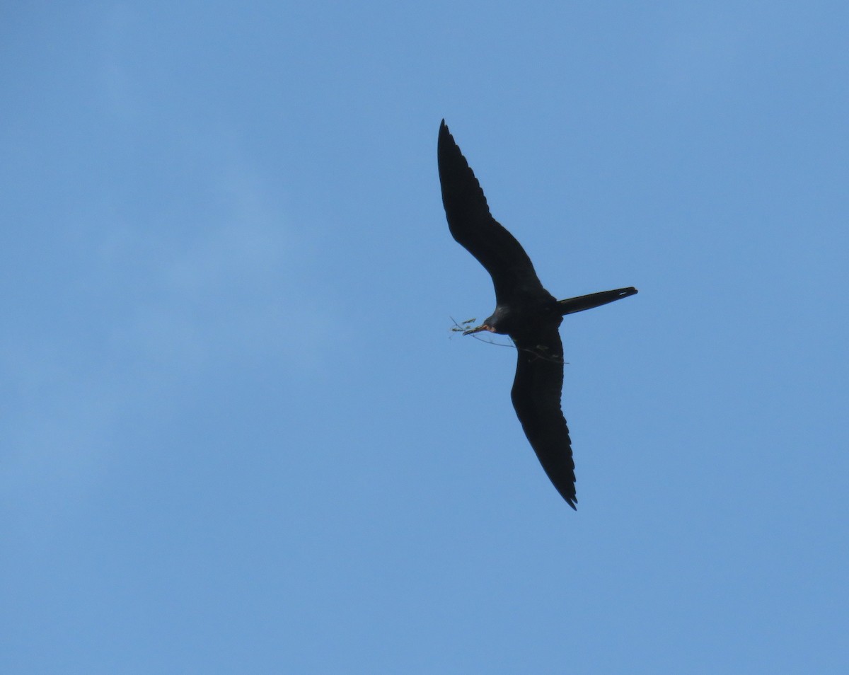 Magnificent Frigatebird - Melissa Baker