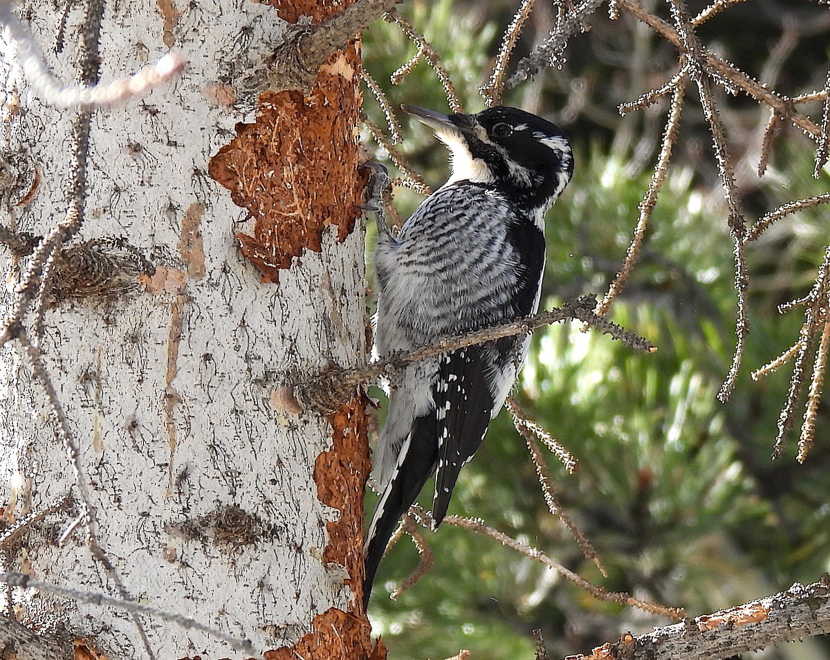 American Three-toed Woodpecker - ML612951517