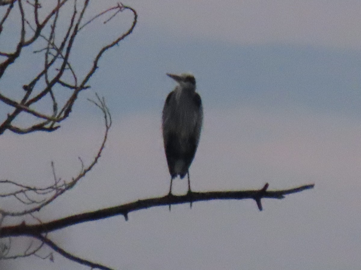 Great Blue Heron - ML612951537